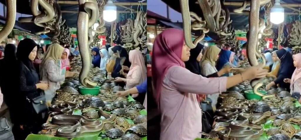 Snake market… Where is this strange market located? Watch this video || ସାପ ବଜାର… କେଉଁଠି ଅବସ୍ଥିତ ଏହି ଅଜବ ବଜାର? ଦେଖନ୍ତୁ ଏହି ଭିଡିଓ