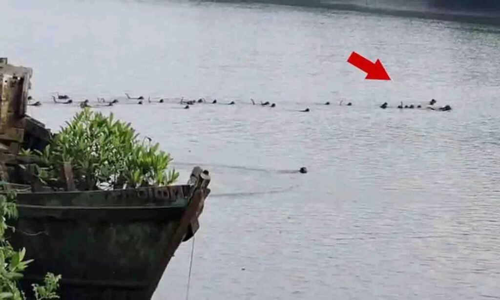 A group of monkeys jumped into the water to save their friend from a crocodile. || କୁମ୍ଭୀର ଠାରୁ ନିଜ ସାଥୀକୁ ରକ୍ଷା କରିବା ପାଇଁ ପାଣିକୁ ଡେଇଁଲେ ମାଙ୍କଡ଼ ଦଳ