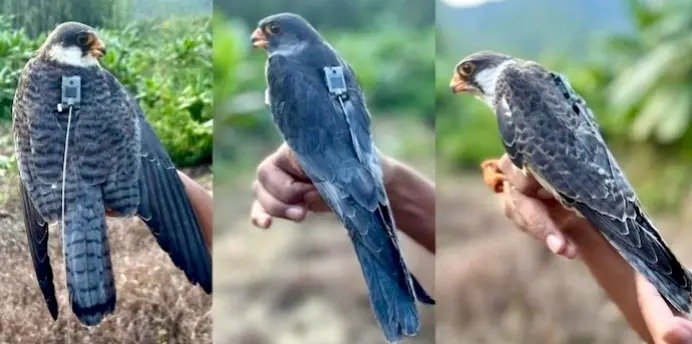 Tagged Amur Falcon travels to Africa || ଟ୍ୟାଗ୍ ହୋଇଥିବା ଅମୁର ଫାଲକନ୍ ଆଫ୍ରିକାକୁ ଯାତ୍ରା କରିଛନ୍ତି
