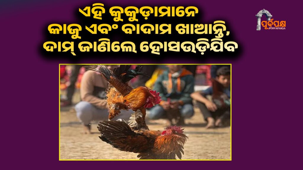 These chickens eat cashew nuts and almonds, they are worth lakhs of rupees ।। ଏହି କୁକୁଡ଼ାମାନେ କାଜୁ ଏବଂ ବାଦାମ ଖାଆନ୍ତି, ସେମାନଙ୍କର ମୂଲ୍ୟ ଲକ୍ଷ ଲକ୍ଷ ଟଙ୍କା