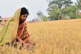 କୃଷି କ୍ଷେତ୍ରରେ ମହିଳା ଚାଷୀଙ୍କ ଭୂମିକାକୁ ସ୍ୱୀକୃତି || Recognition of the role of women farmers in agriculture