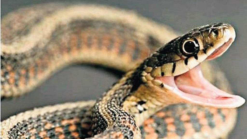 Experts propose new rules for investigating snakebite deaths || ସାପ କାମୁଡ଼ା ମୃତ୍ୟୁର ତଦନ୍ତ ପାଇଁ ବିଶେଷଜ୍ଞଙ୍କ ନୂଆ ନିୟମ