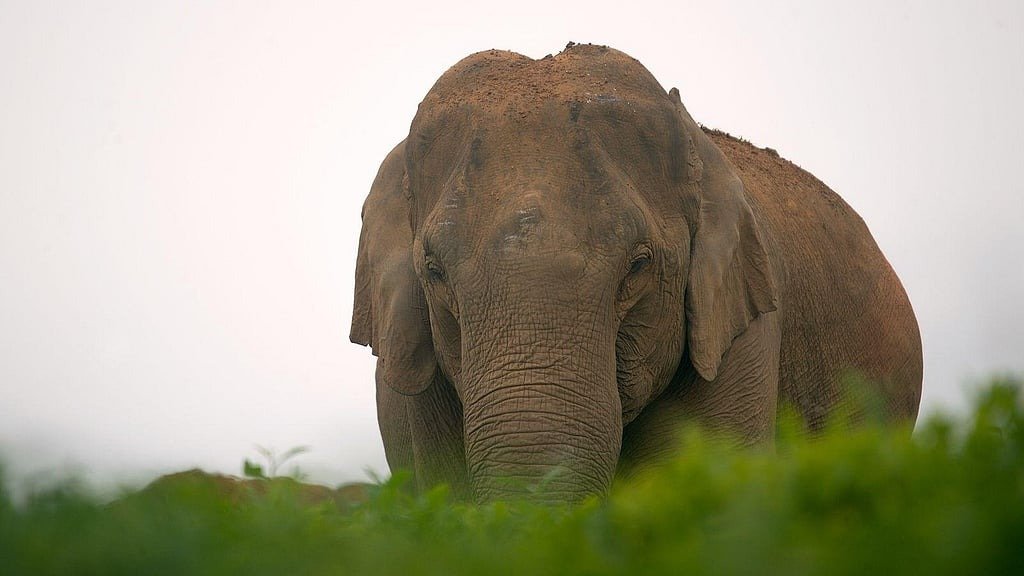 School closed after elephant tramples man in Khaira, Odisha || ଓଡ଼ିଶାର ଖଇରାରେ ହାତୀ ଜଣଙ୍କୁ ଦଳି ଦେବା ପରେ ବନ୍ଦ ହେଲା ସ୍କୁଲ