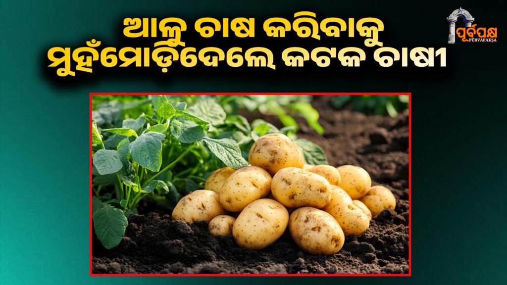 Cuttack farmers reluctant to grow potatoes ।। ସବସିଡି ସତ୍ତ୍ୱେ ଆଳୁ ଚାଷ କରିବାକୁ କଟକ ଚାଷୀ ଅନିଚ୍ଛୁକ