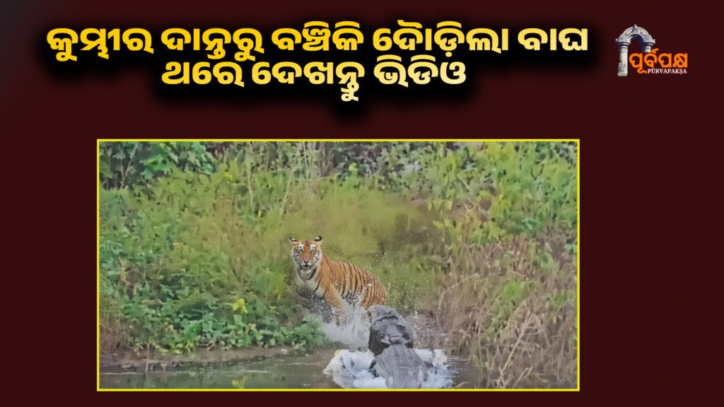 Tiger narrowly escapes death after crocodile attack in Jim Corbett Reserve ।। ଜିମ୍ କର୍ବେଟ୍ ରିଜର୍ଭରେ କୁମ୍ଭୀରର ଅଚାନକ ଆକ୍ରମଣ ପରେ ବାଘ ମୃତ୍ୟୁରୁ ଅଳ୍ପକେ ବଞ୍ଚିଗଲା, ଦେଖନ୍ତୁ