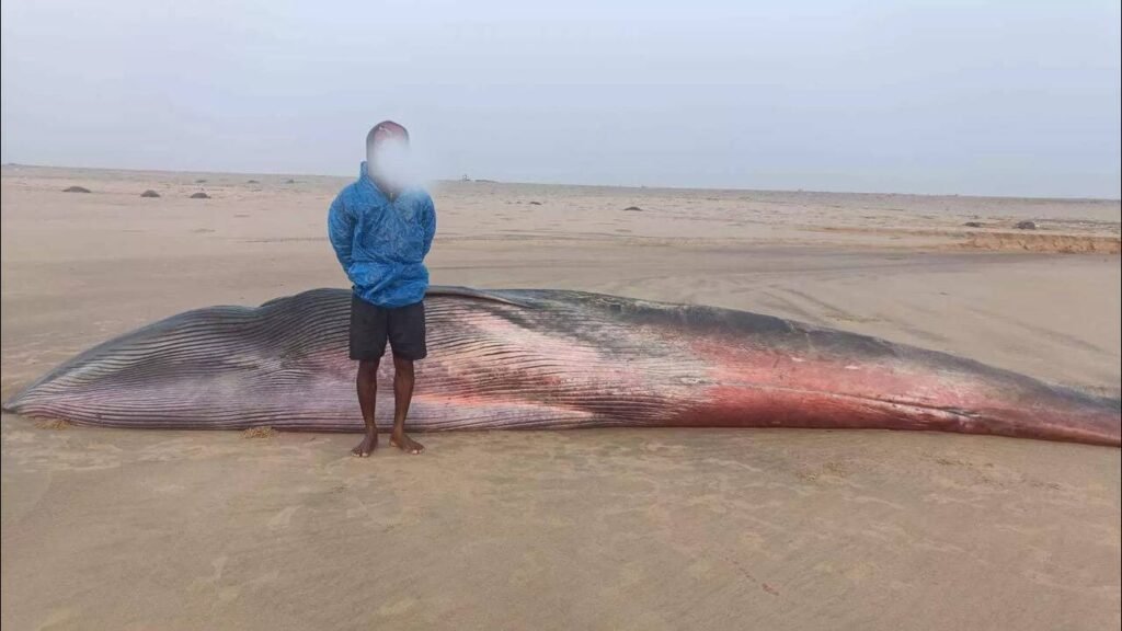 Forest Department to preserve 25-feet whale skeleton || ୨୫ ଫୁଟ ତିମିର କଙ୍କାଳ ସାଇତି ରଖିବ ବନ ବିଭାଗ