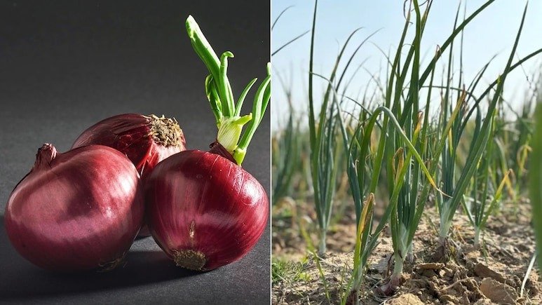 How to grow onions at home, know the simple way || ଘରେ ପିଆଜ କିପରି ଚାଷ କରିବେ, ଜାଣନ୍ତୁ ସରଳ ଉପାୟ