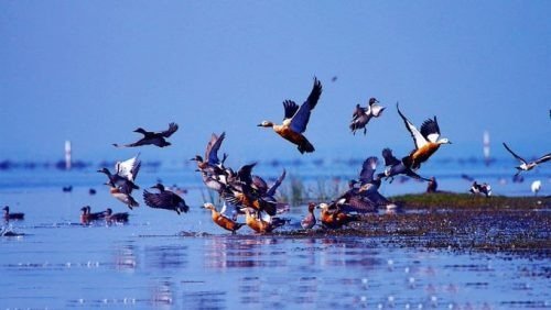 More than 1.1 million migratory birds have arrived in Chilika this year || ଚଳିତ ବର୍ଷ ଚିଲିକାକୁ ୧୧ ଲକ୍ଷରୁ ଅଧିକ ପ୍ରବାସୀ ପକ୍ଷୀ ଆସିଛନ୍ତି