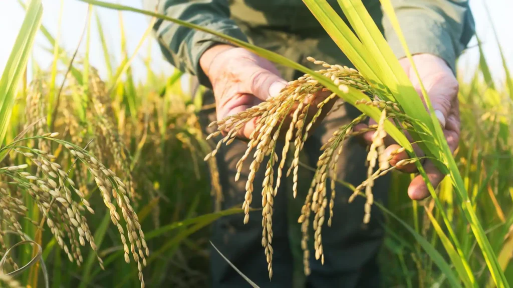 China has discovered a hybrid rice seed that will double yields || ଚୀନ୍ ଏକ ହାଇବ୍ରିଡ୍ ଧାନ ବିହନ ଆବିଷ୍କାର କରିଛି ଯାହା ଅମଳକୁ ଦ୍ୱିଗୁଣିତ କରିବ