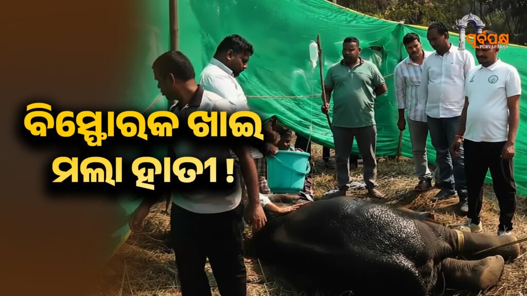 Elephant dies during treatment after eating explosives in Odisha ।। ଓଡ଼ିଶାରେ ବିସ୍ଫୋରକ ଖାଇ ହାତୀର ଚିକିତ୍ସା ସମୟରେ ମୃତ୍ୟୁ