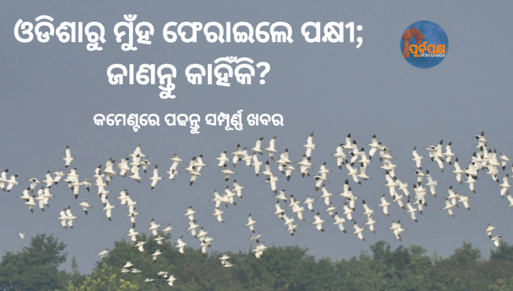 ଓଡିଶାରୁ ମୁଁହ ଫେରାଇଲେ ପକ୍ଷୀ; ଜାଣନ୍ତୁ କାହିଁକି? || Migratory birds dislikes Odisha; Know the reason?