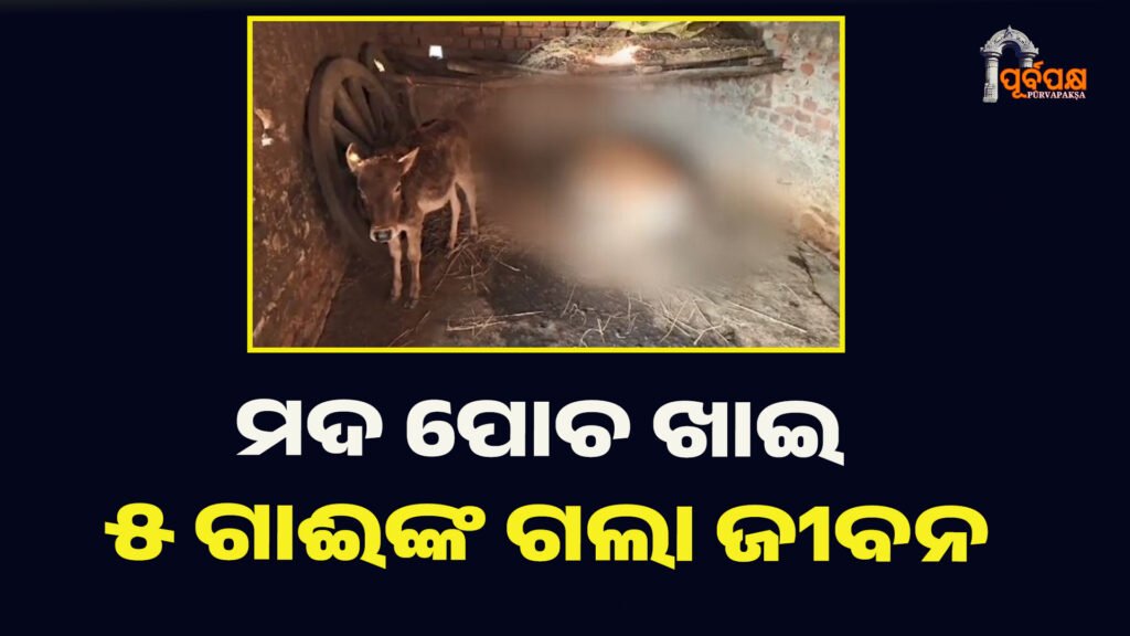 ମଦ ପୋଚ ଖାଇ ୫ ଗାଈଙ୍କ ଗଲା ଜୀବନ ।। cow death