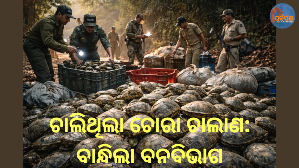 ଚାଲିଥିଲା ଚୋରା ଚାଲାଣ: ବାନ୍ଧିଲା ବନବିଭାଗ || Poaching was going on: Forest Department arrested