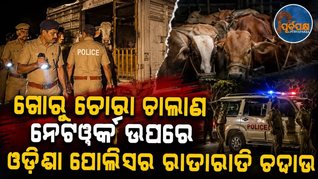 ଗୋରୁ ଚୋରା ଚାଲାଣ ନେଟୱାର୍କ ଉପରେ ଓଡ଼ିଶା ପୋଲିସର ରାତାରାତି ଚଢାଉ || Odisha Police raids cattle smuggling network overnight