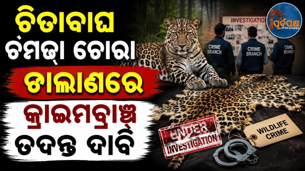 ଚିତାବାଘ ଚମଡ଼ା ଚୋରା ଚାଲାଣରେ କ୍ରାଇମବ୍ରାଞ୍ଚ ତଦନ୍ତ ଦାବି || Crime Branch demands probe into leopard skin smuggling