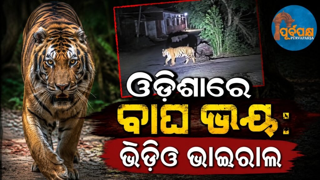 ଓଡ଼ିଶାରେ ବାଘ ଭୟ: ଭିଡିଓ ଭାଇରାଲ || Tiger scare in Odisha: Video goes viral