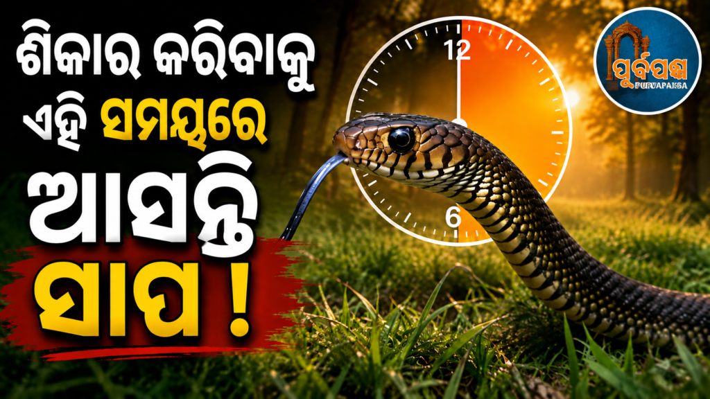 ସାବଧାନ! ଚାଷ କାର୍ଯ୍ୟ ପାଇଁ ବାଛୁଛନ୍ତି ଦିନ ଦିପ୍ରହର ୧୨ଟାରୁ ସଞ୍ଜ ୬ଟାର ସମୟ? ହୋଇପାରନ୍ତି ସର୍ପାଘାତର ଶିକାର || Be careful! Are you choosing the time of day between 12 noon and 6 pm for farming? You may become a victim of snakebite.