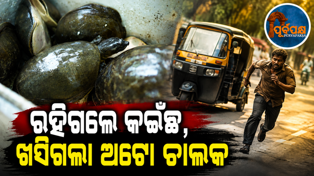 ମାଲକାନଗିରିରେ କଇଁଛ ଚାଲାଣ ରାକେଟ୍ର ପର୍ଦ୍ଦାଫାସ: ଅଟୋରୁ ୧୫୫ଟି ଜୀବନ୍ତ ଫ୍ଲାପ୍-ସେଲ୍ କଇଁଛ ଜବତ || Turtle smuggling racket busted in Malkangiri: 155 live flap-shell turtles seized from auto